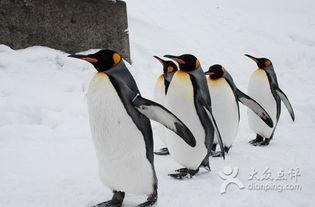 企鹅吃瓜爆料图片,揭秘娱乐圈幕后真相